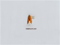 藏品(華麗美苔蛾)的圖片